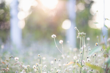 The grass bloomed in the sunlight