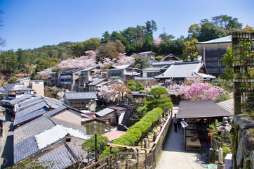Fototapeta premium 桜