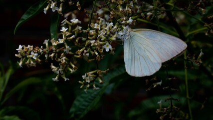 Beautiful white butterfly in nature