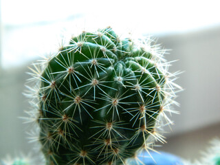 cactus with dense spines in the sun on the windowsill close-up