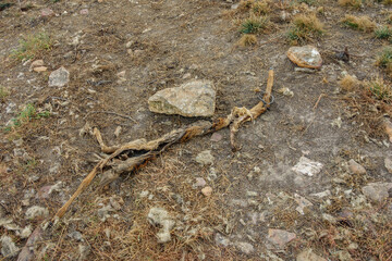 Deer skeleton eaten by wolfs in the wild