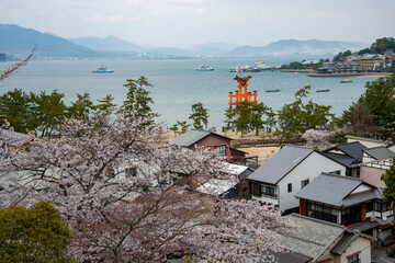 Fototapeta premium 世界遺産 宮島の桜