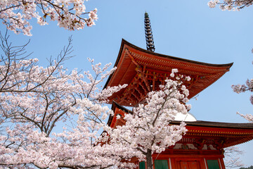 世界遺産　宮島の桜