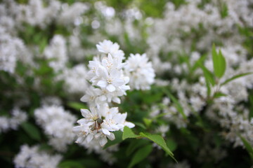 皇居に咲く花５月　　ヒメウツギ　
