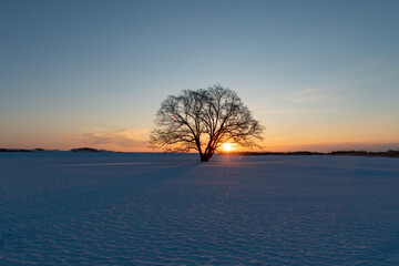Obraz na płótnie Canvas 北海道冬の風景　夜明けのハルニレの木