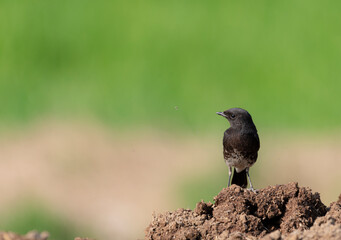 The pied bush chat is a small passerine bird found ranging from West Asia and Central Asia to the...