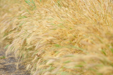 Wheat field. The ears of a wheat field in the wind, the yellow color of the ears of wheat.
