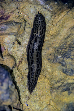 H&ouml;hle unterirdisch mit schnecke