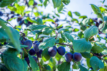 Homegrown, gardening, agriculture and gmo free consept. Plum home (Punus domestica) fruit plant, Plum of Rose family. Natural vegetable organic food production.