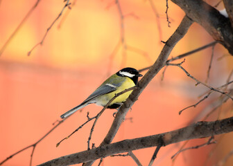 tit on the branch