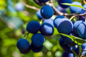Homegrown, gardening, agriculture and gmo free consept. Plum home (Punus domestica) fruit plant,...