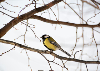 tit on the branch