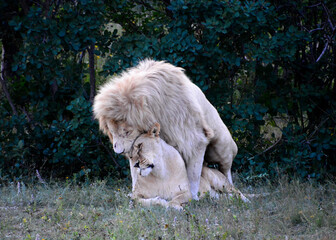 the lion and the lioness