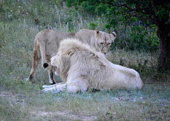 the lion and the lioness