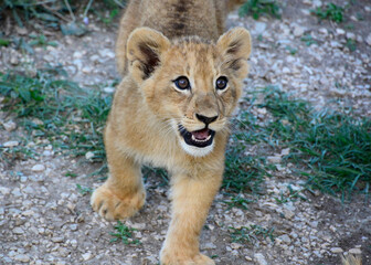 male lion cub