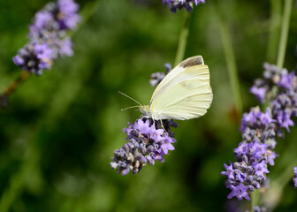 butterfly on lavender