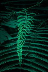 Abstraction of beautiful colorful tropical leaves. Vertical shot