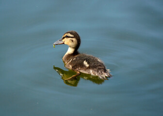 duckling in the water