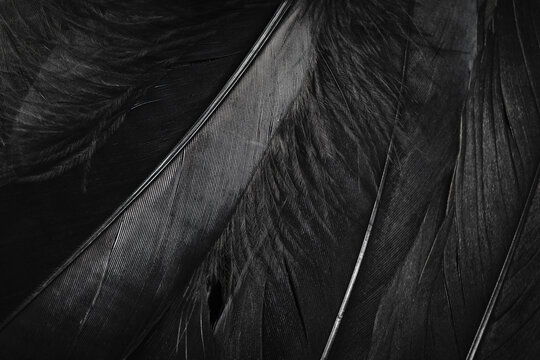 Macro photo of black bird feathers texture background. feather dark backdrop. wallpaper.