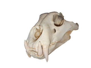 a lion skull on a white background