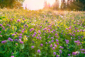 Naklejka premium A blooming meadow with clover daisies in the sun.