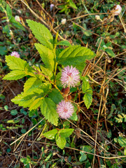 This flower is in bloom near my house