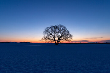 Fototapeta na wymiar 北海道冬の風景　夜明けのハルニレの木