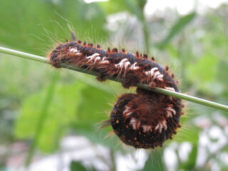 A large caterpillar sits among the foliage in the garden