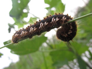 A large caterpillar sits among the foliage in the garden