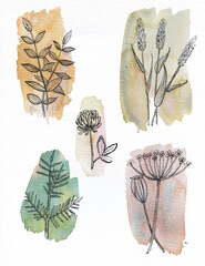 hand drawn ink and watercolor field herbs