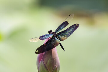 colorful dragonfly perched on top of a lotus flower