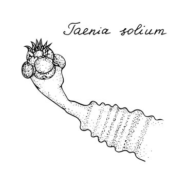 Human parasite Taenia solium. Black and white hand drawn illustration.