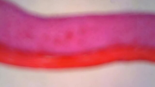 Microscope Human Fibrous Connective Tissue 500x