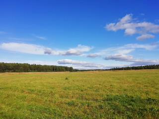 Fototapeta na wymiar Fresh green grass with blue sky, banner design. Spring season. Photo with copy space