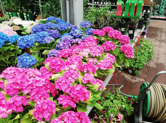 Hydrangea flowers on green background. Copy space. Nice background with flowers and empty space for text. Garden consept