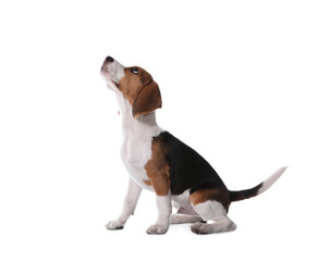 Cute Beagle puppy on white background. Adorable pet