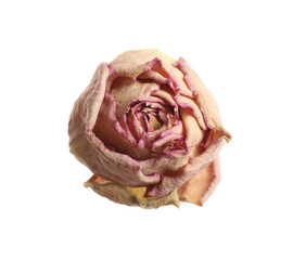 Beautiful dry rose flower isolated on white, top view