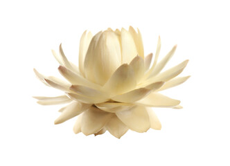 Beautiful blooming helichrysum flower isolated on white