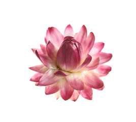 Fototapeta premium Beautiful blooming helichrysum flower isolated on white