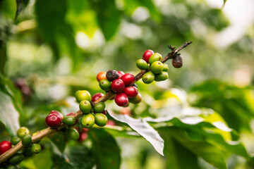 Coffee plant with ripe red cherries unpicked closeup 