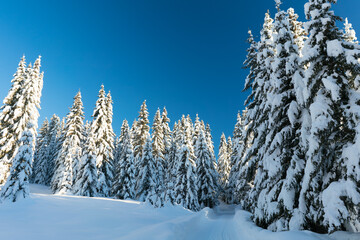 Spruce coniferous forest covered with snow in winter