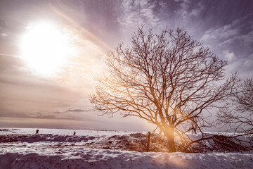 un arbre dans la neige sous les rayons du soleil