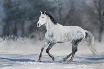 Grey horse with black mane run gallop in snow sunny day