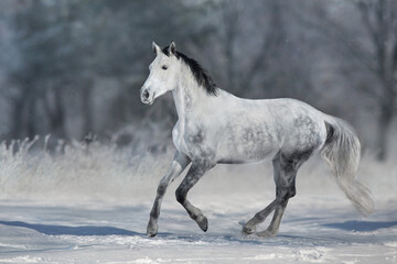 Fototapeta na wymiar Grey horse with black mane run gallop in snow sunny day