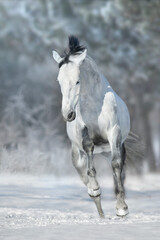 Grey horse with black mane run gallop in snow sunny day