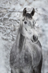 Fototapeta na wymiar Grey horse portrait in snow
