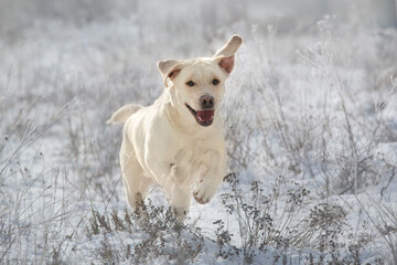Labrador retriever dog play and run through the snow