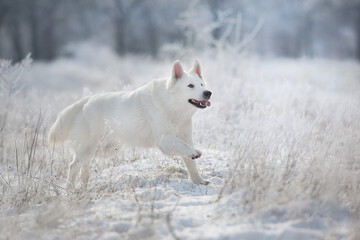 White Swiss shepherd dog runs in winter snow forest