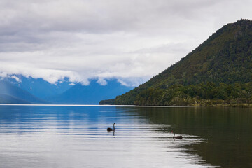 Two black swans in Nelson lake in the South Island of New Zealand, with mountains in the background