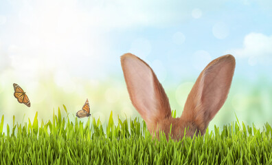 Cute Easter bunny hiding in green grass outdoors, space for text